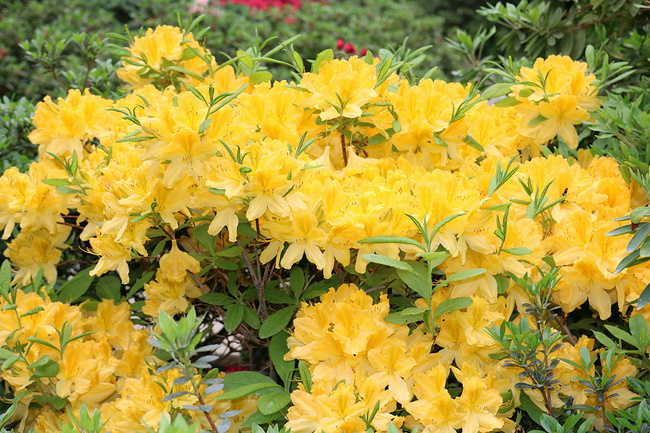 杜鹃花怎么养才能更快长出来,杜鹃花枝叶太茂盛