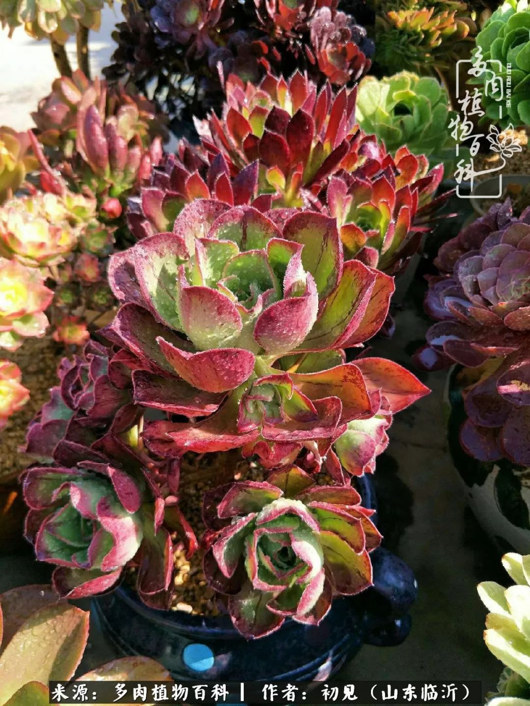 四季颜值在线的多肉,多肉的每一天