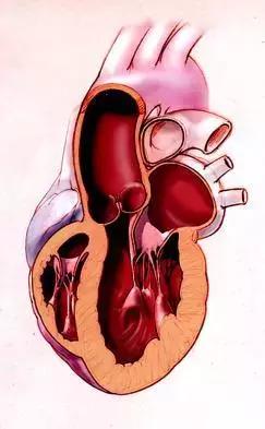 心脏使用说明及保养,心脏用药记忆口诀