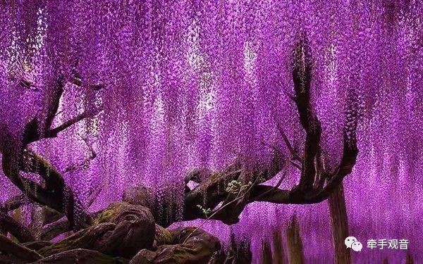 美爆了的风景,美爆了的植物