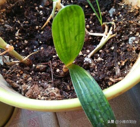 君子兰从叶片之间长出小苗怎么办,君子兰如何能长出小株幼苗