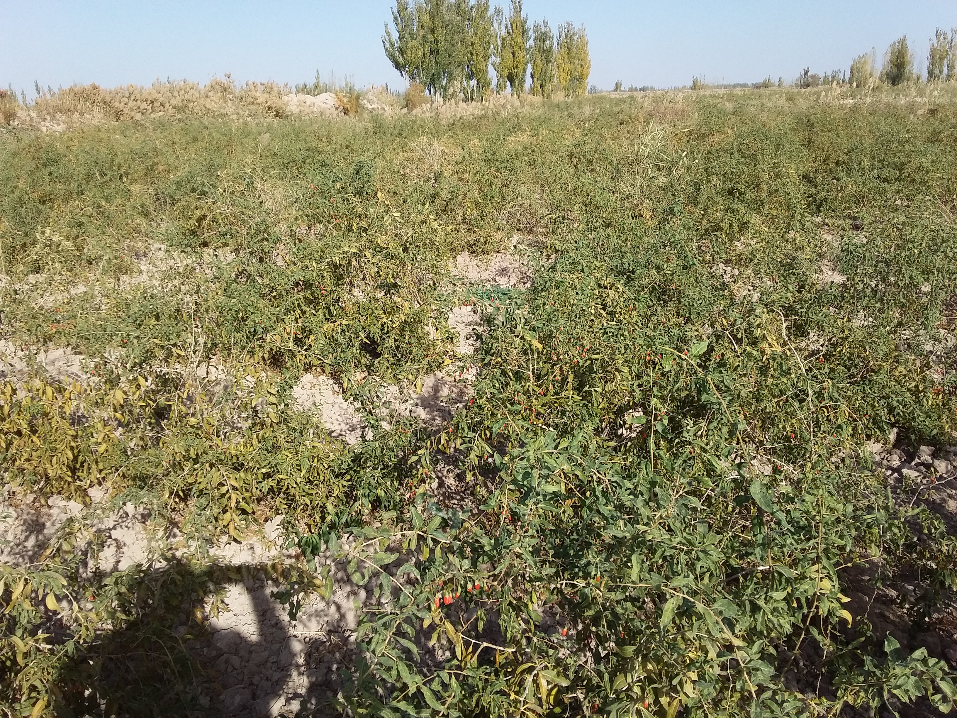 乡村振兴致富带头人政策作用,新农村致富好项目