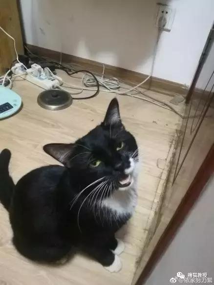 猫咪的怪癖铲屎官你们都知道吗,铲屎官养的猫咪有多厉害