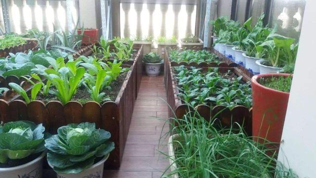 阳台种蔬菜长不大什么原因,阳台种的花为啥不长