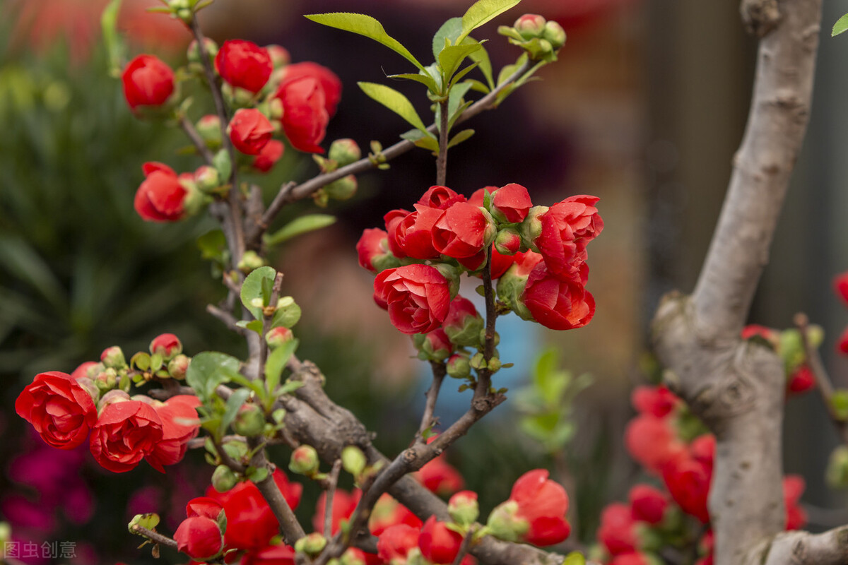 门前种五树是哪五树,院中栽五树是哪五树