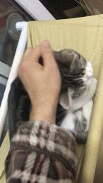 猫咪备孕记录,猫咪糯米的一生