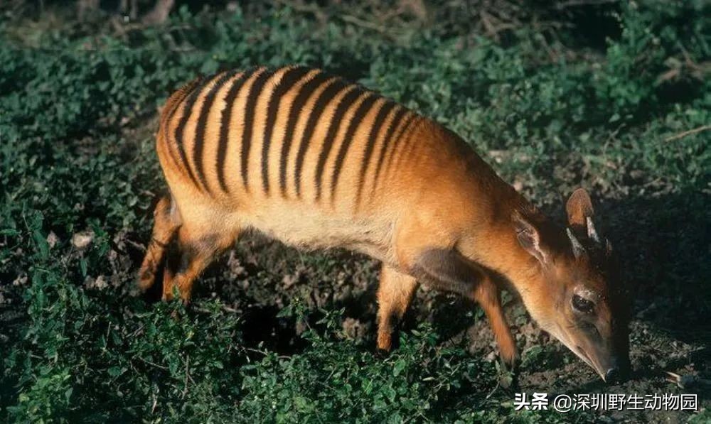 牛科动物的分类史,牛属动物分类