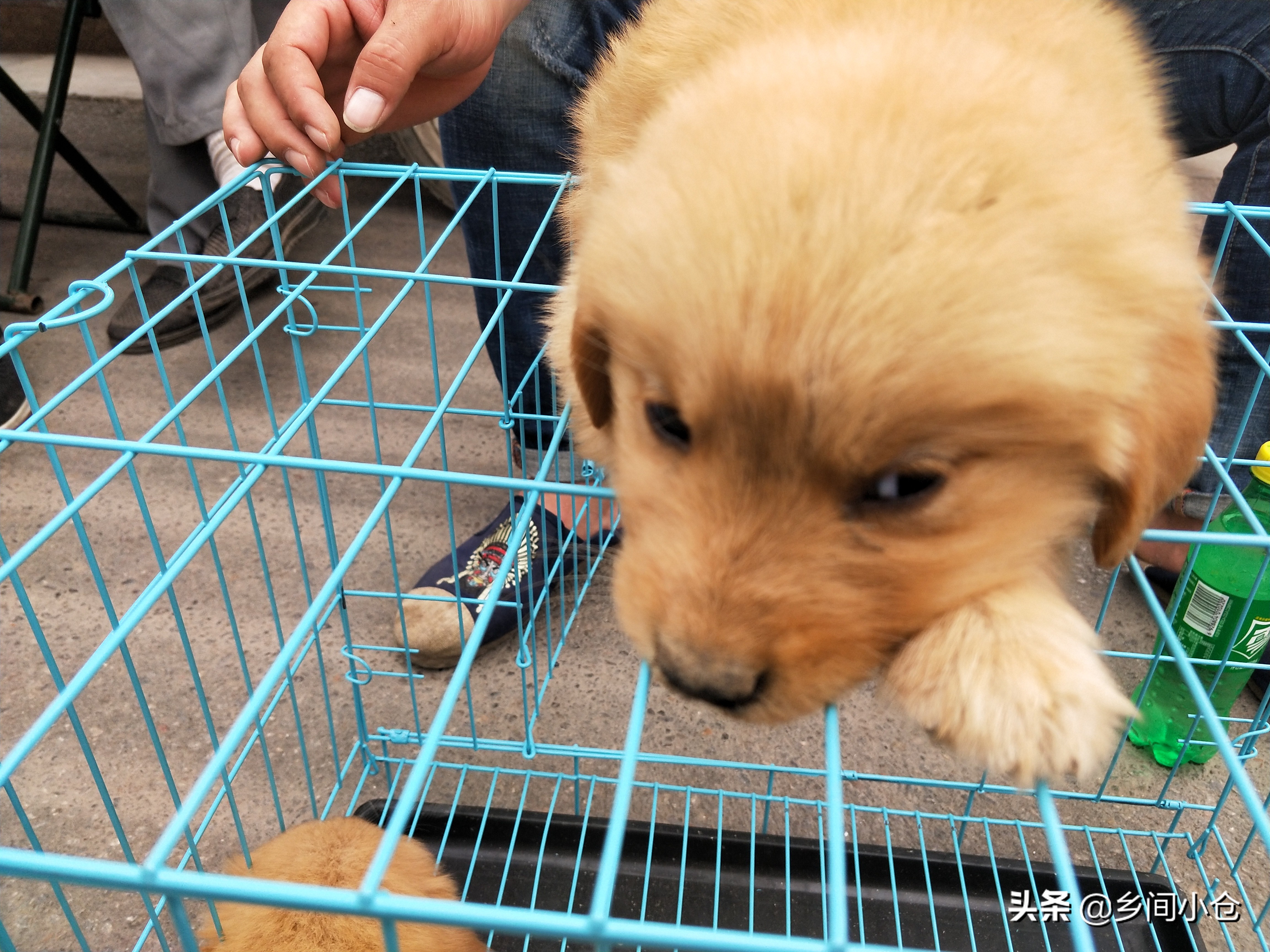 小妹子逛狗市遇到没见过的品种,大型狗市都有什么品种