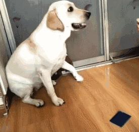 拉布拉多的优点和缺点介绍,拉布拉多吃白菜有什么好处