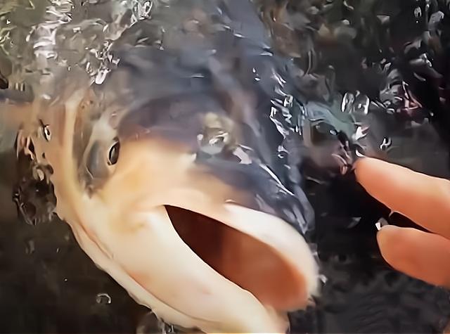 客人一来鱼就翻,客户一来买鱼就装死