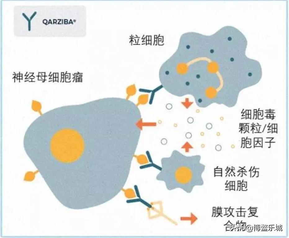 治疗神经母细胞瘤靶向药纳入医保,神经母细胞瘤GD2免疫治疗