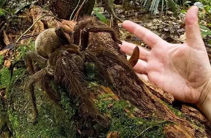 世界上最危险的两种树,世界上最危险的三个森林第三名