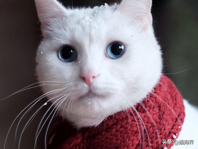 养猫咪喜欢抓东西怎么解决,猫咪爱抓家具怎么办