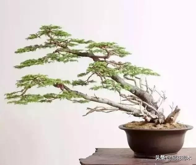 下山桩杀根没到位怎么处理,下山桩的处理方法