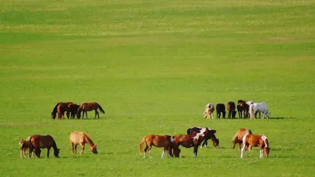 苏炳添,通辽欢迎你!吴智强,快带苏炳添回家