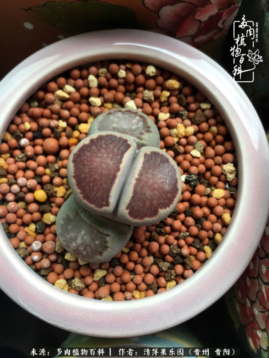 生石花庭院,晶莹剔透的生石花