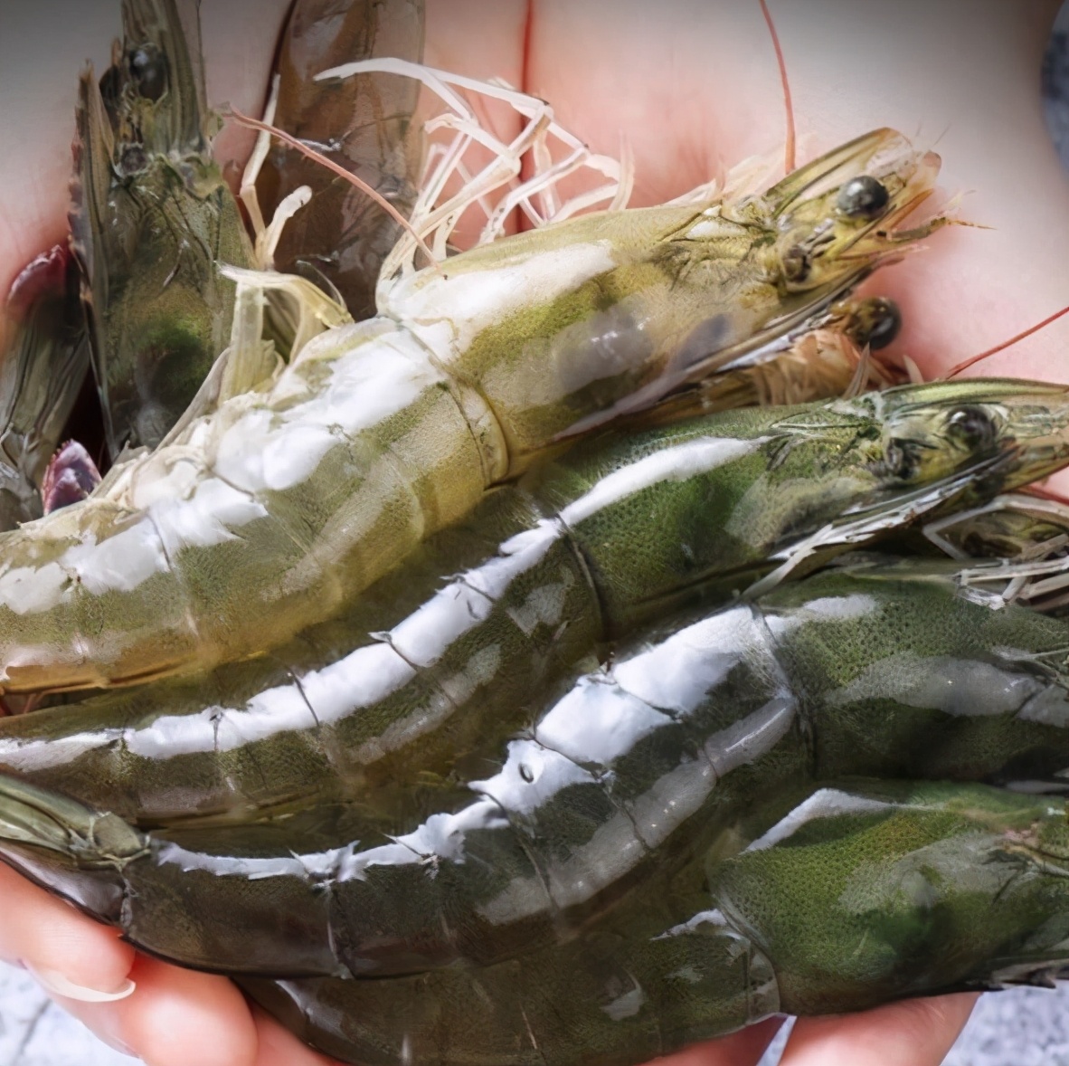 这种看似新鲜饱满的大虾千万别买,如何挑选大虾的正确方法图解