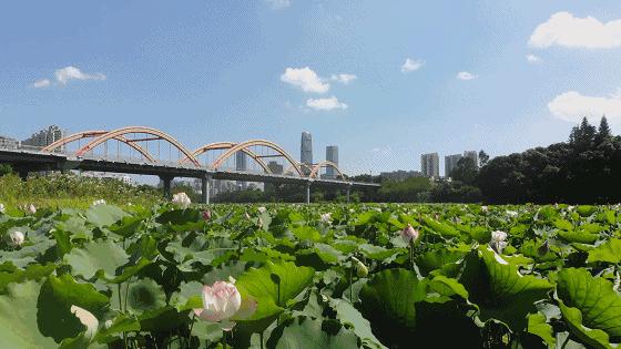 湖泊风景区推荐,深圳十大免费主题公园