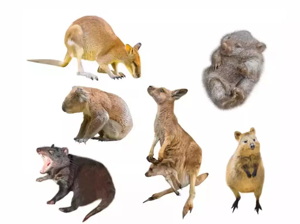 灭绝物种什么罪,灭绝动物的报应