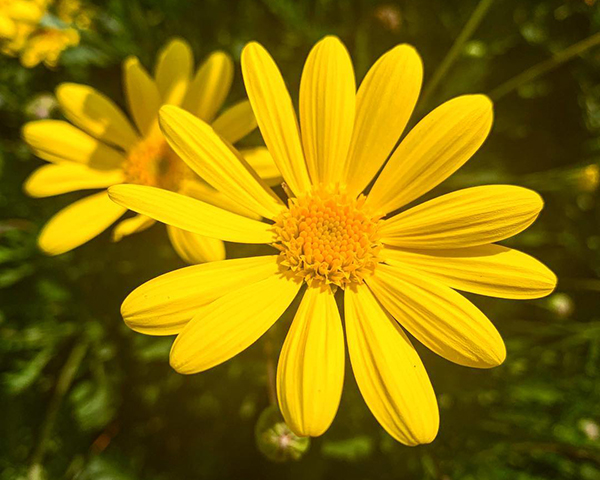 春天开放的十种花介绍,冬季里开花的15种花卉