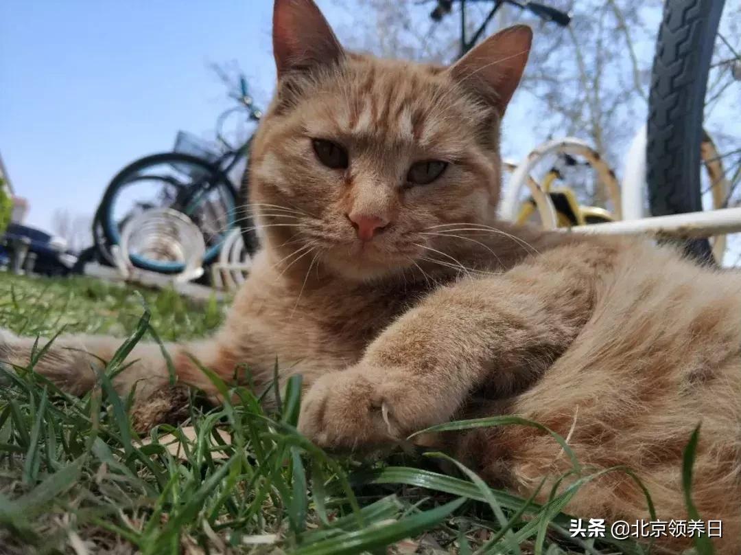 喵星人第二季,喵星人第2季免费观看