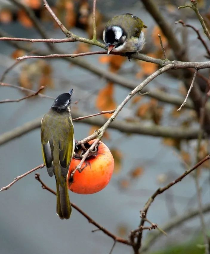 庭院栽树的讲究和忌讳,庭院种哪些树对庭院风水有利