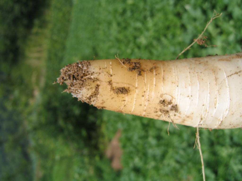 种的萝卜表面坑坑洼洼的怎么回事,种的萝卜开裂为什么