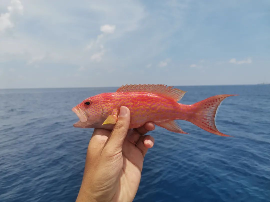 开海季都有什么海鲜,开海了这些生猛海鲜