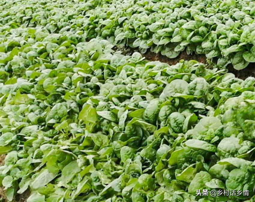 种植户到底如何才能通过种地赚钱,种植业种什么最赚钱最快