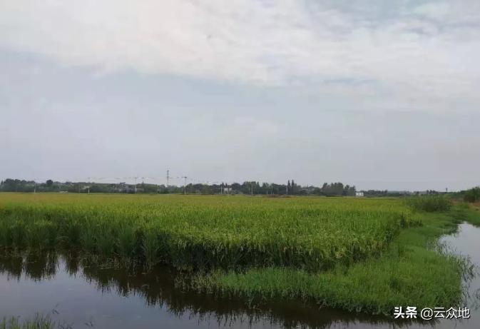 虾稻连作龙虾养殖技术,稻田龙虾养殖新模式技术