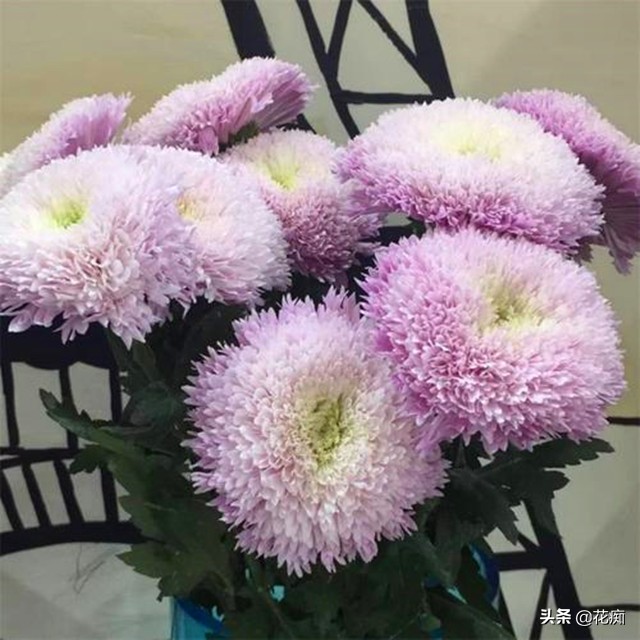 菊花泰迪怎么养活得快些,泰迪菊花开败修剪后的养护