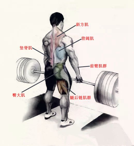 杠铃硬拉高度,标准硬拉难还是不标准硬拉难