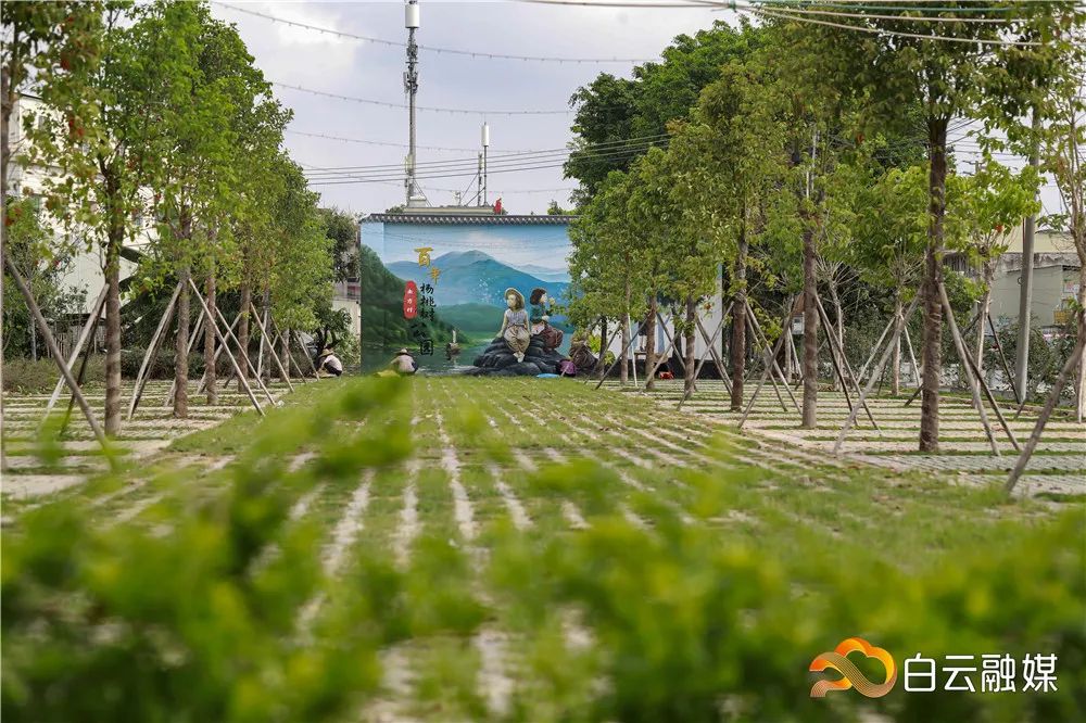 白云这个村,为百年杨桃树建新“家”,占地近9000平方米