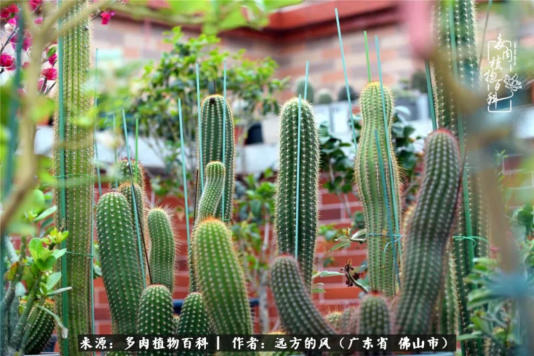 那些花儿在每个角落静静为你开着,那些花儿在每个角落静静地绽放