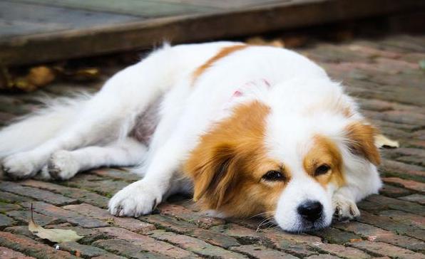 狗狗厌食挑食是缺钙的原因吗,怎么判断狗狗是髌骨脱位还是缺钙