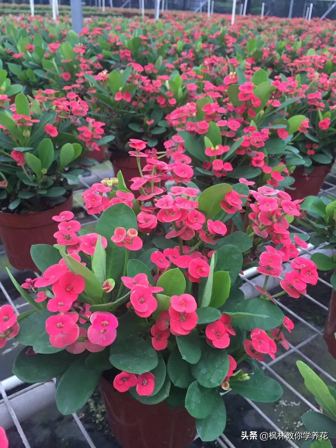 虎刺梅黄叶怎么补救最佳方法,虎刺梅冬天不通风就烂根咋办