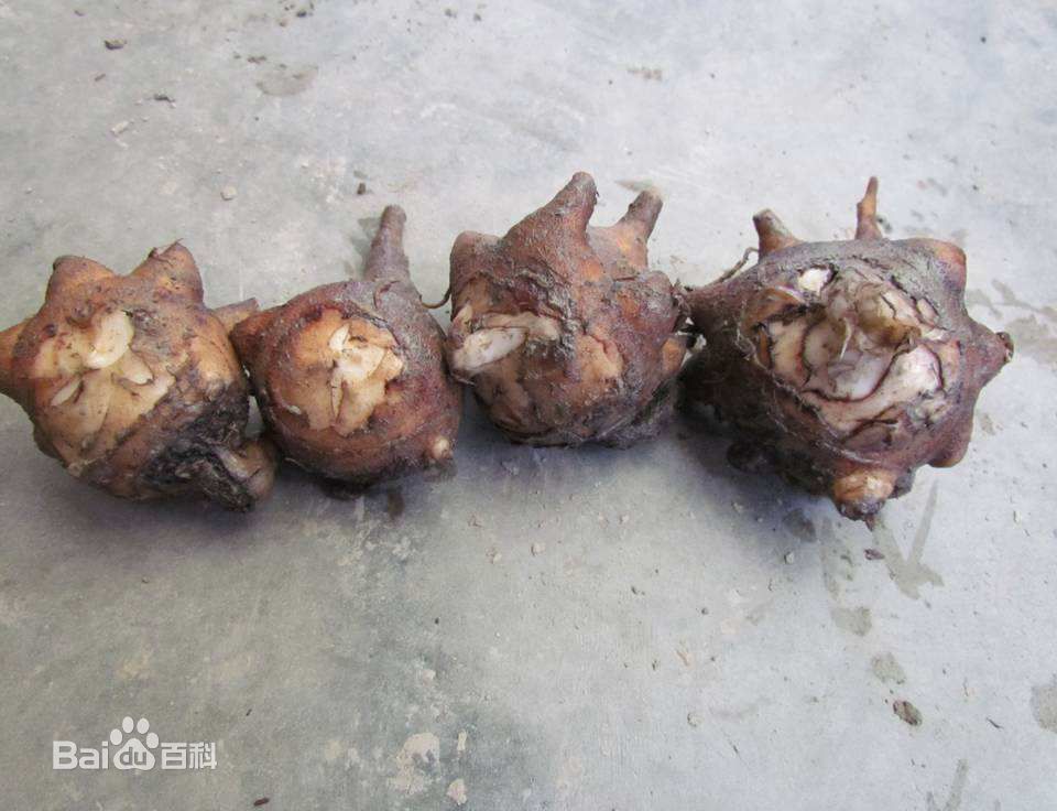 附子的种类图片大全,附子有多少种品种图片