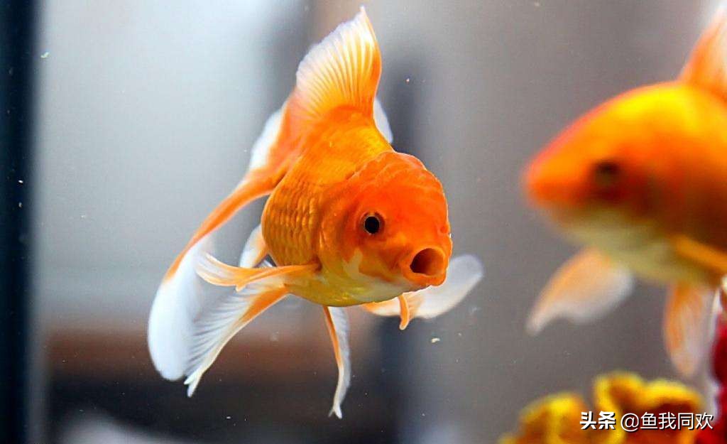 泡沫箱养金鱼古法养鱼,养鱼视频大全养金鱼