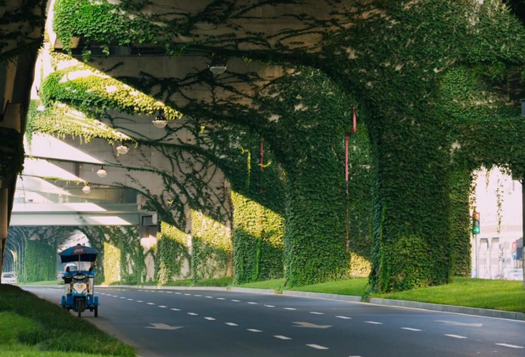 为什么城市高架桥下都要种爬山虎,我国高架桥为什么种爬山虎