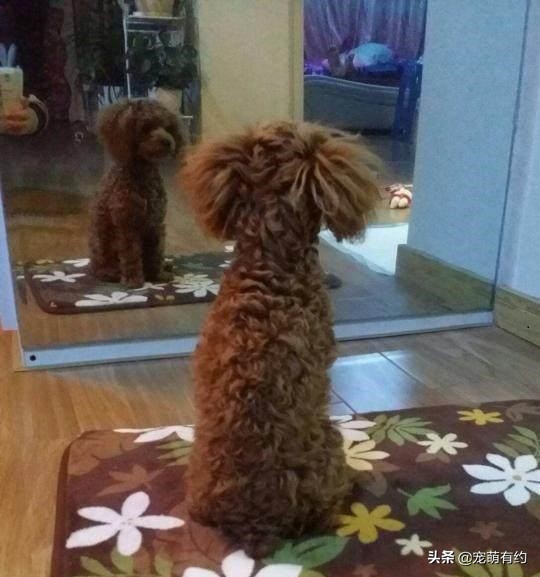 泰迪修剪造型方法与详细步骤,夏季给狗狗修剪毛发