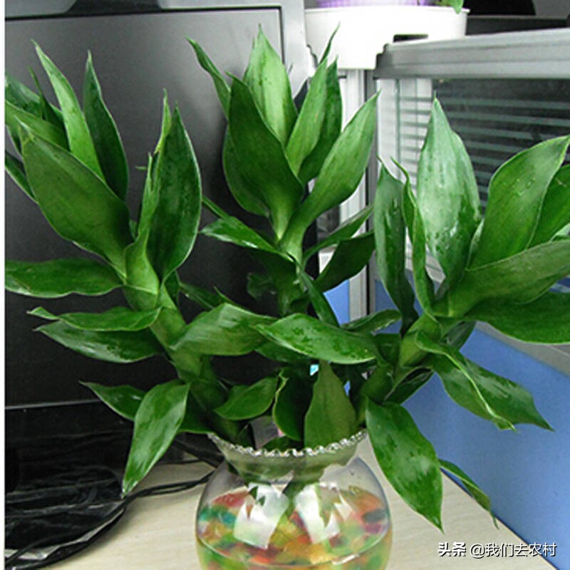 观音竹水培该怎么养,水培观音竹怎么养比较好