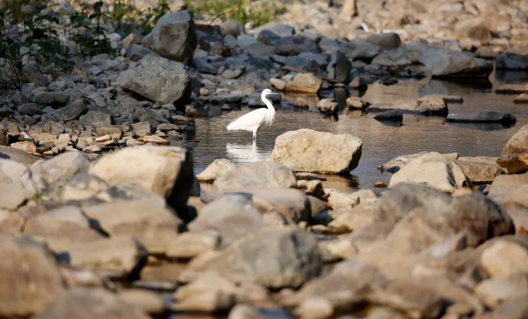 西龙溪畔的竹源榕树下