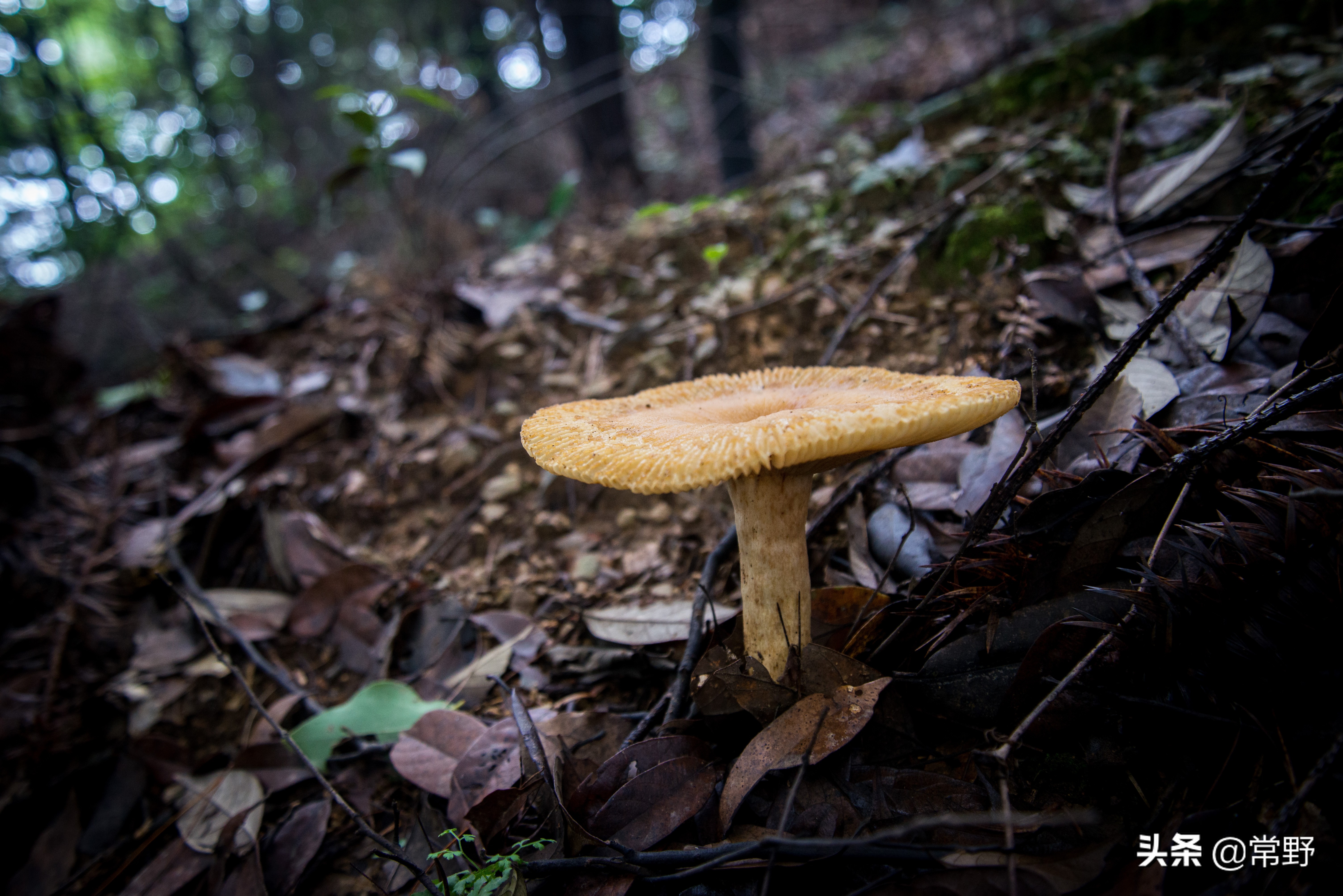 长沙谷山为什么叫谷山,长沙郊野公园