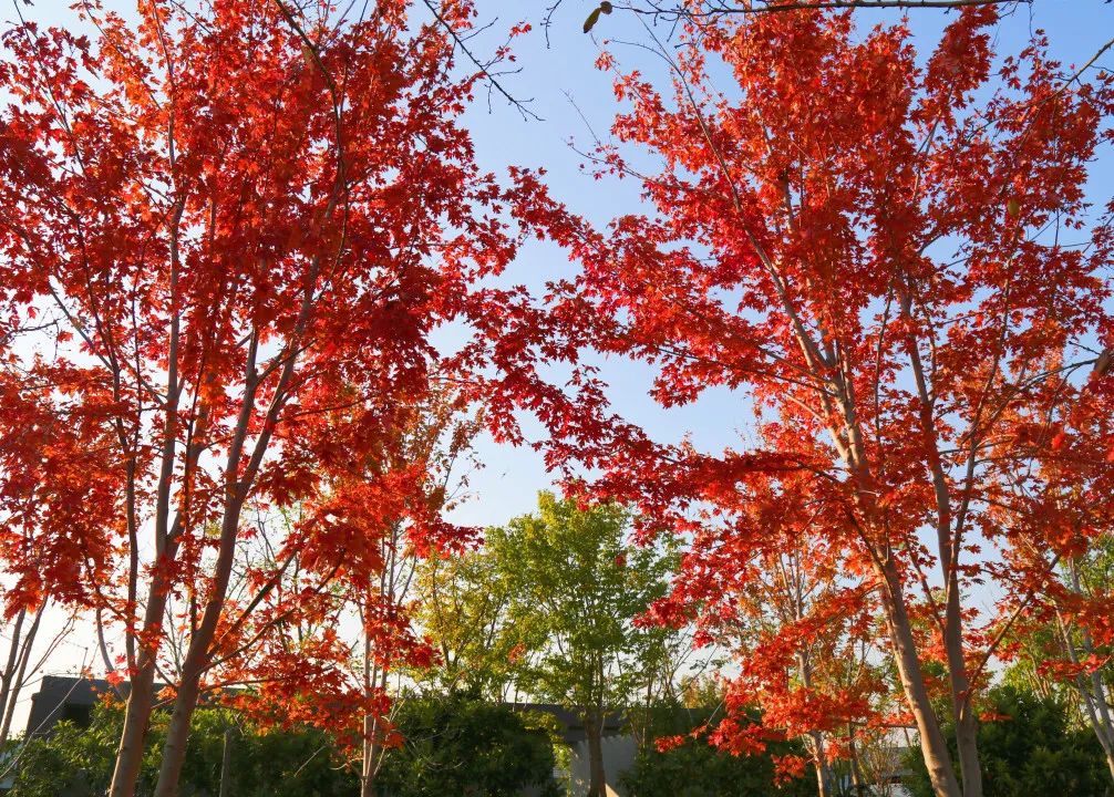 上海最美秋景,上海哪些公园可以拍秋景