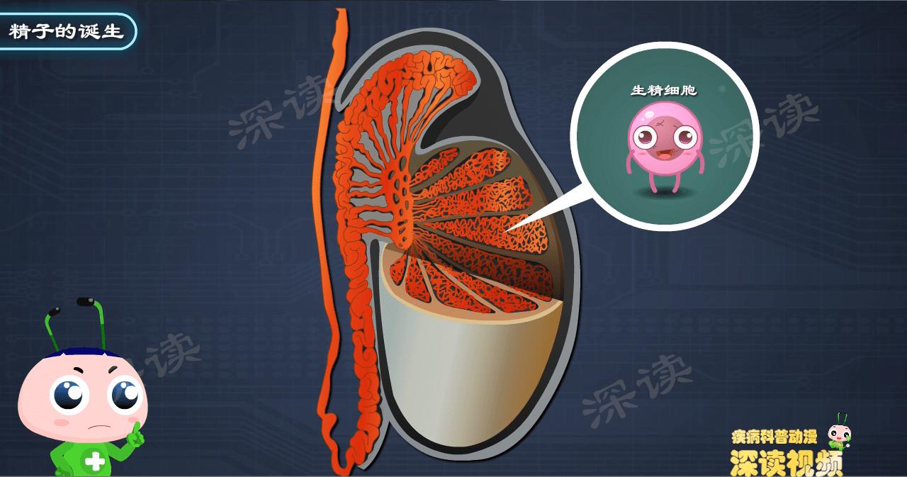 为啥会得附睾炎,附睾炎什么症状说明已经影响生育