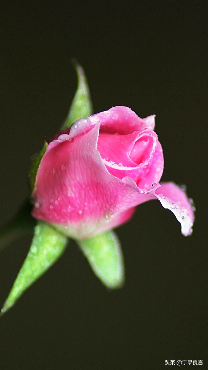 情感语录句句经典的说说,情感语录说说句句刺痛人心