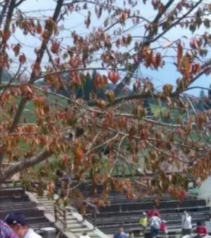 台湾农场冬天旅游攻略,台湾清境农场旅游