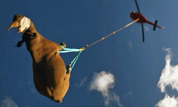 三米长的眼镜王蛇闯入家里,3米眼镜王蛇闯进民宅