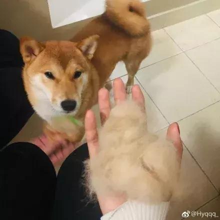 柴犬招财和可爱的小公主,柴犬萌萌