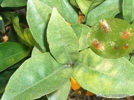 红蜘蛛一般打了药几天见效,红蜘蛛治好多久发芽